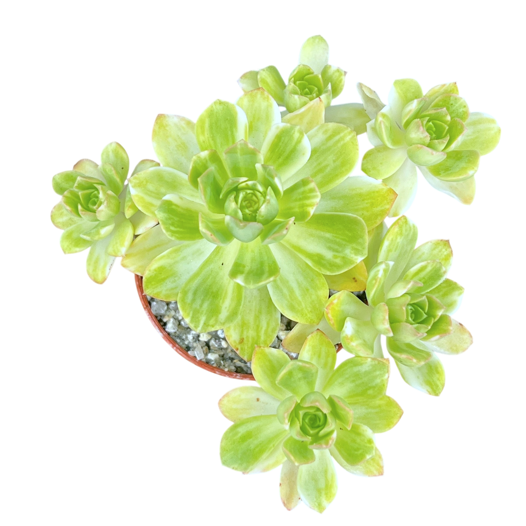 Aeonium 'Suncup'