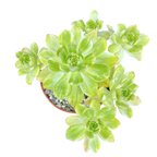 Aeonium 'Suncup'