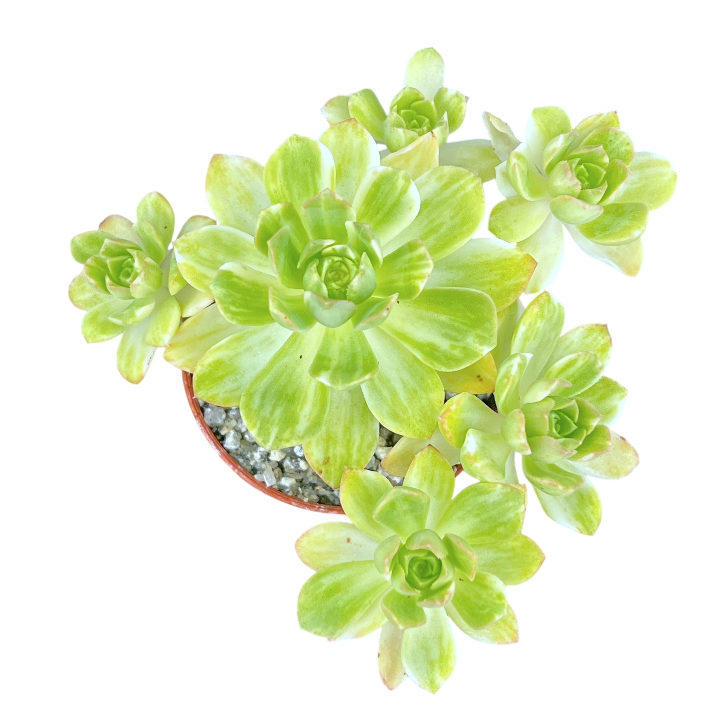 Aeonium 'Suncup'