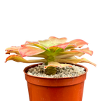 Aeonium arboreum v. holochrysum