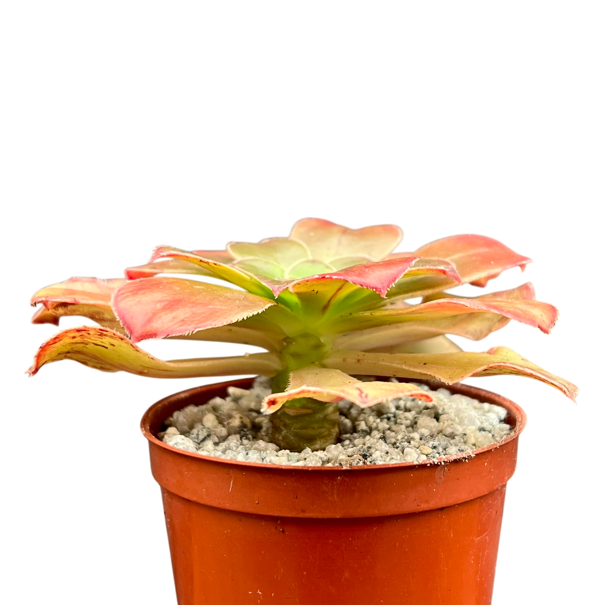 Aeonium arboreum v. holochrysum