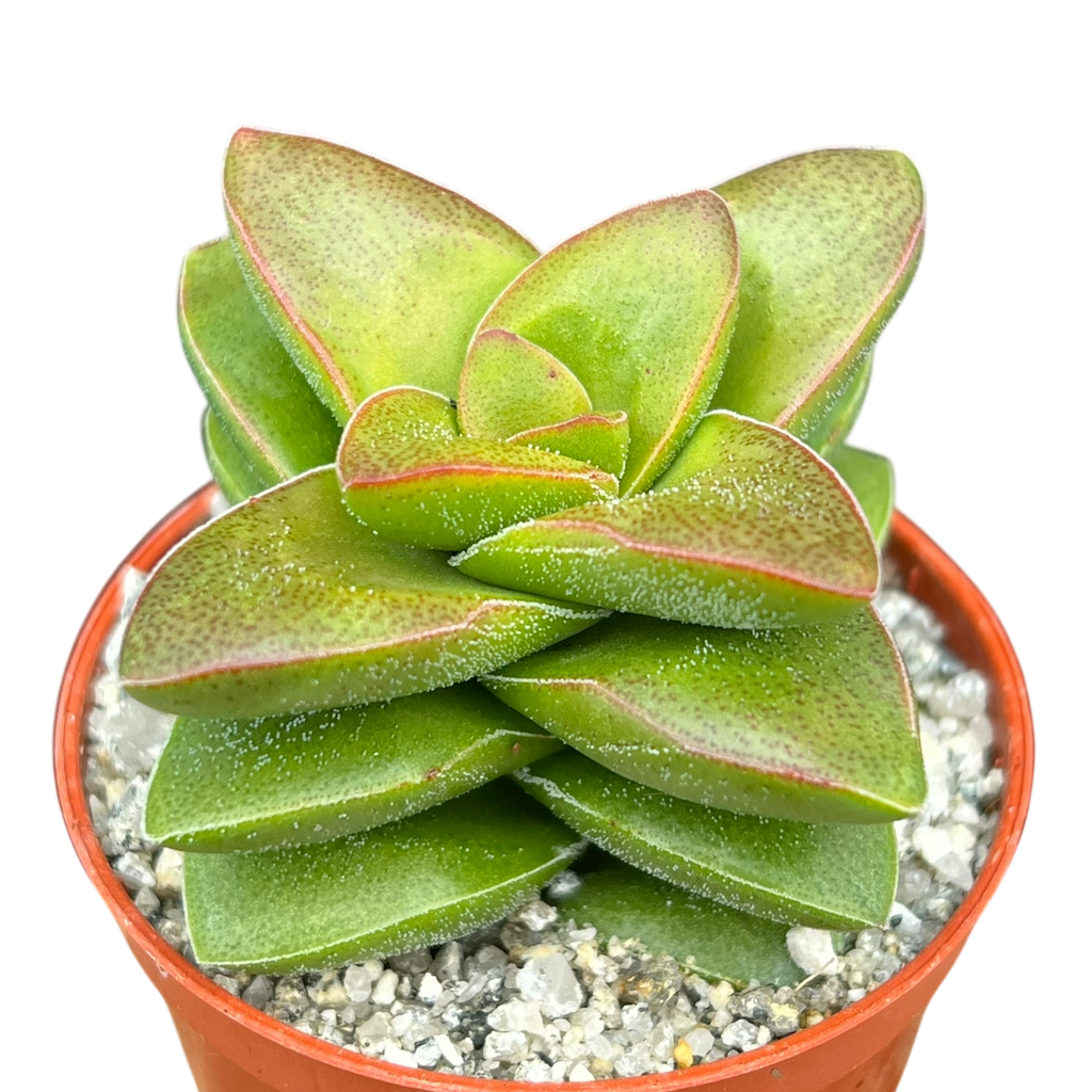 Crassula 'Springtime'