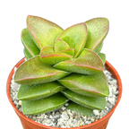 Crassula 'Springtime'