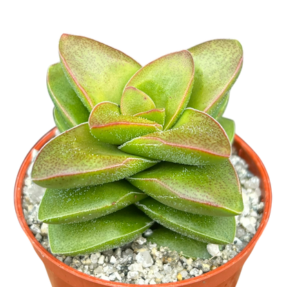 Crassula 'Springtime'