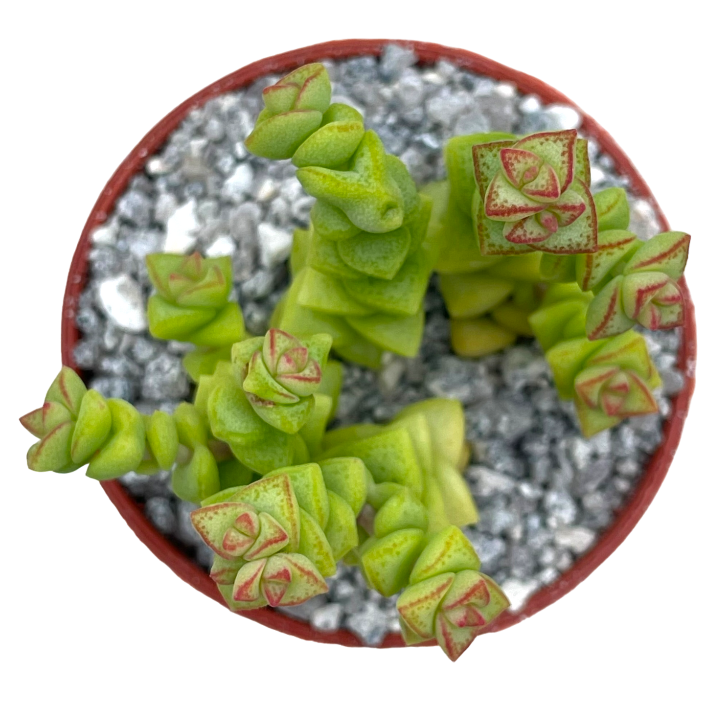 Crassula rupestris var. monticola