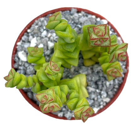 Crassula rupestris var. monticola