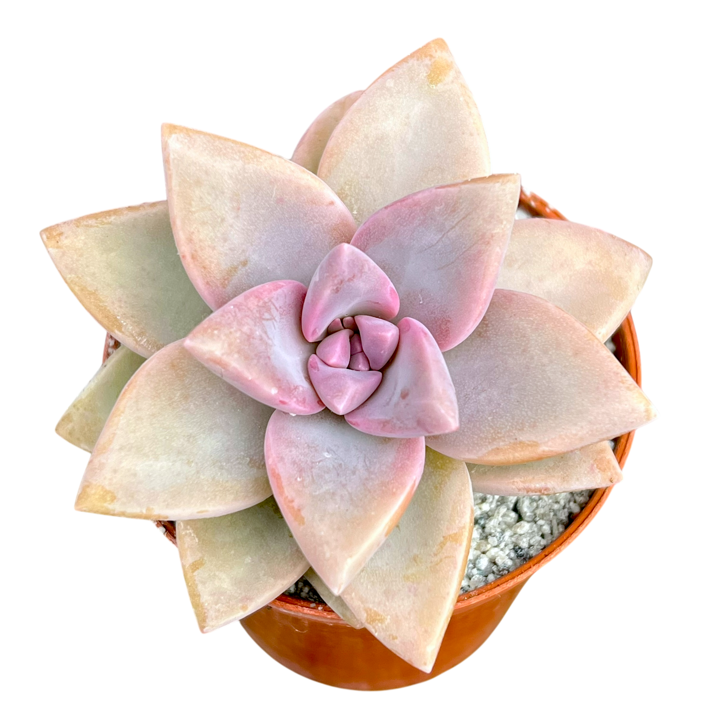 x Graptosedum 'Ghosty'