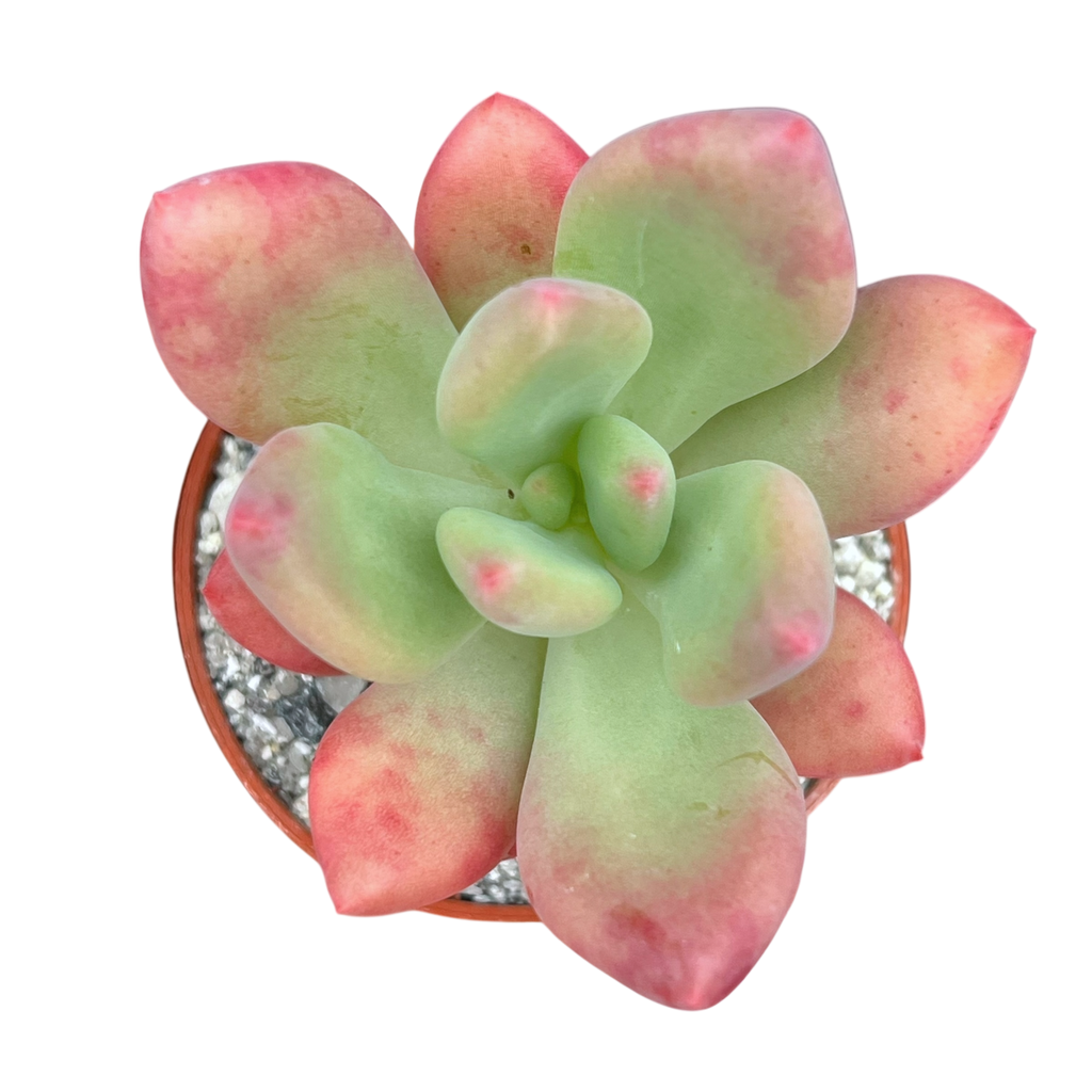 x Pachyveria 'Royal Flush'