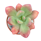 x Pachyveria 'Royal Flush'