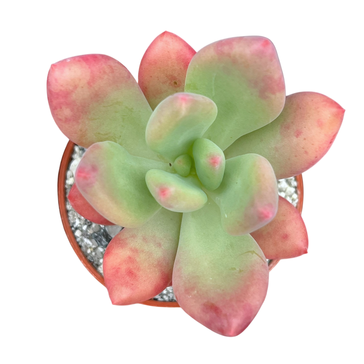 x Pachyveria 'Royal Flush'