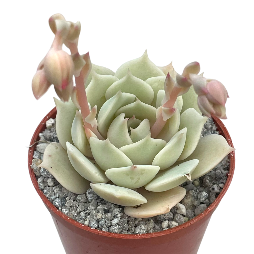 Echeveria jovibar