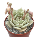 Echeveria jovibar