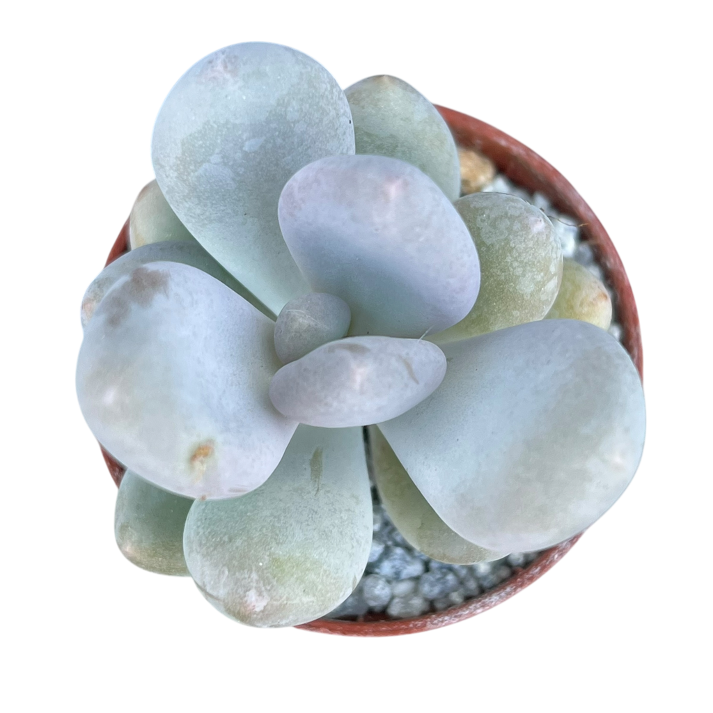Pachyphytum 'Blue Haze'