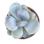 Pachyphytum 'Blue Haze'