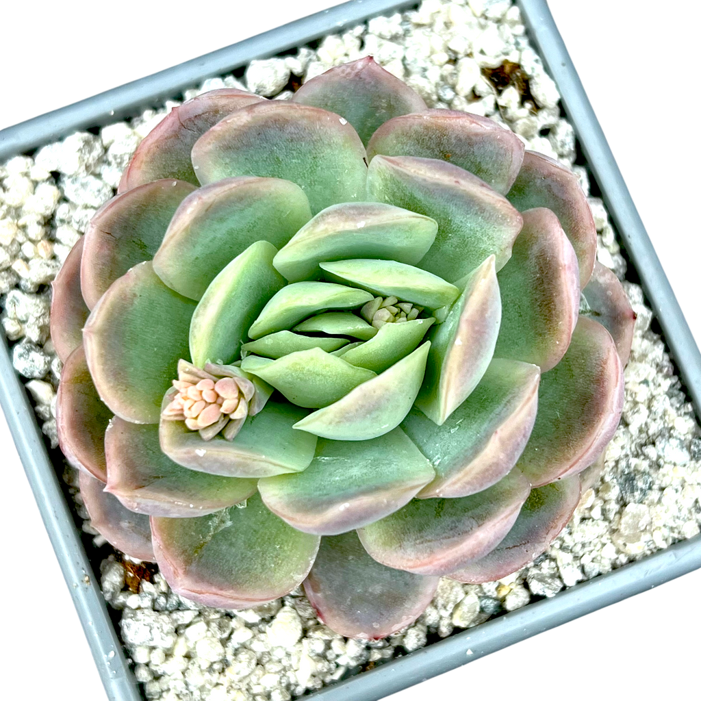 エケベリア・エレガンス