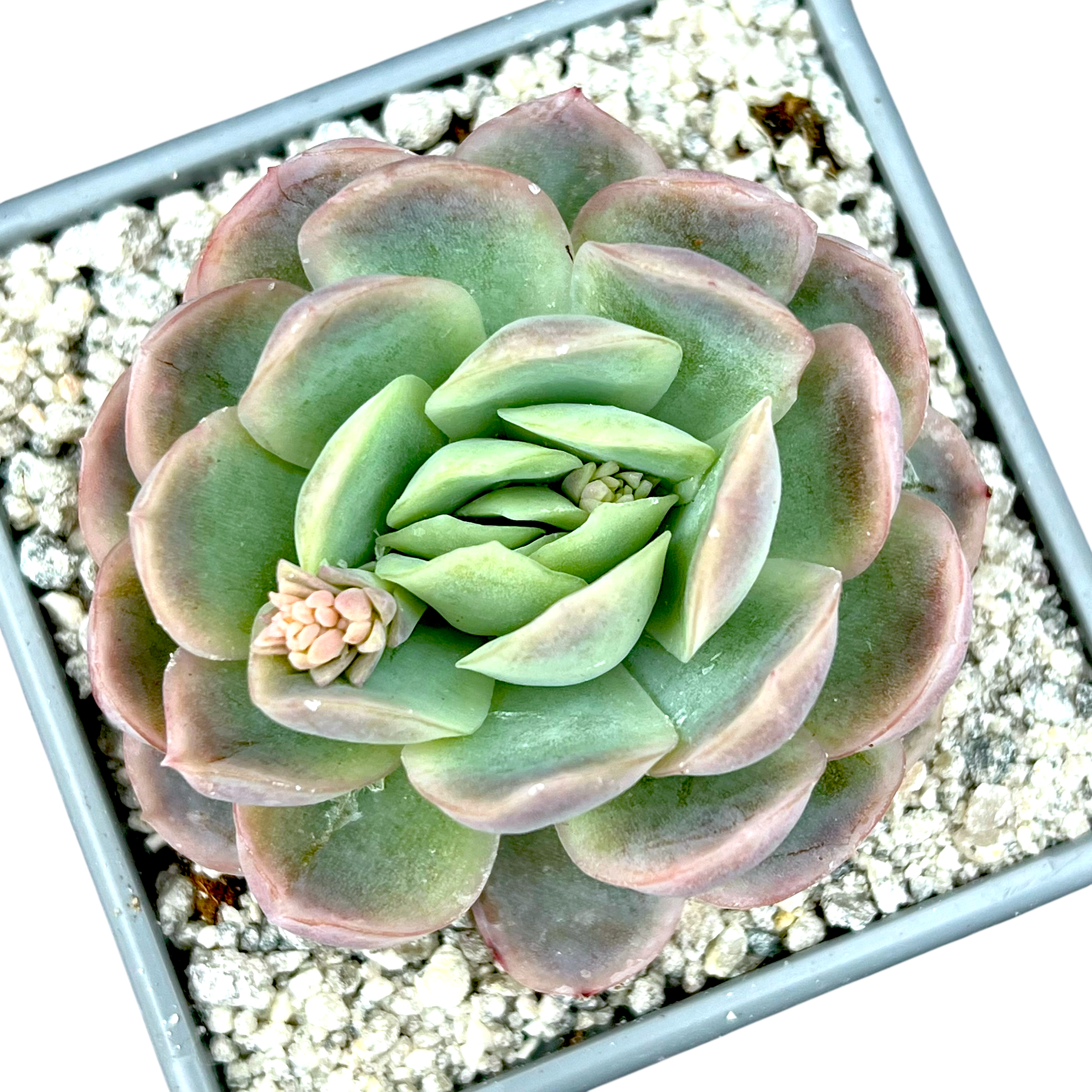 エケベリア・エレガンス