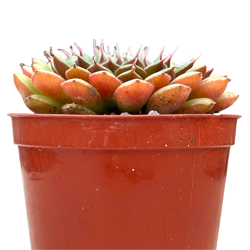 Graptopetalum filiferum