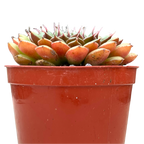 Graptopetalum filiferum