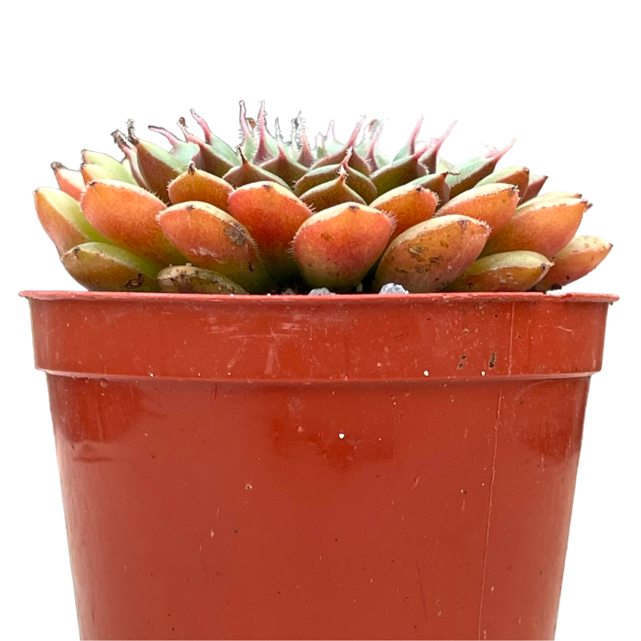 Graptopetalum filiferum