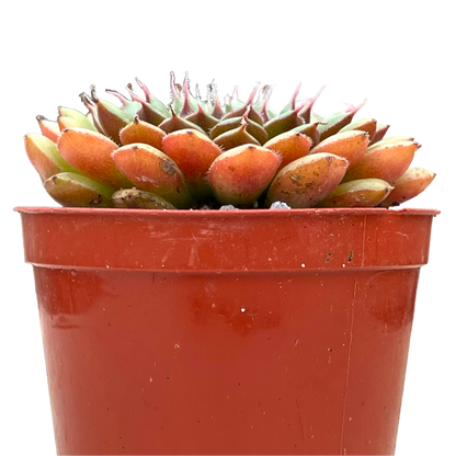 Graptopetalum filiferum