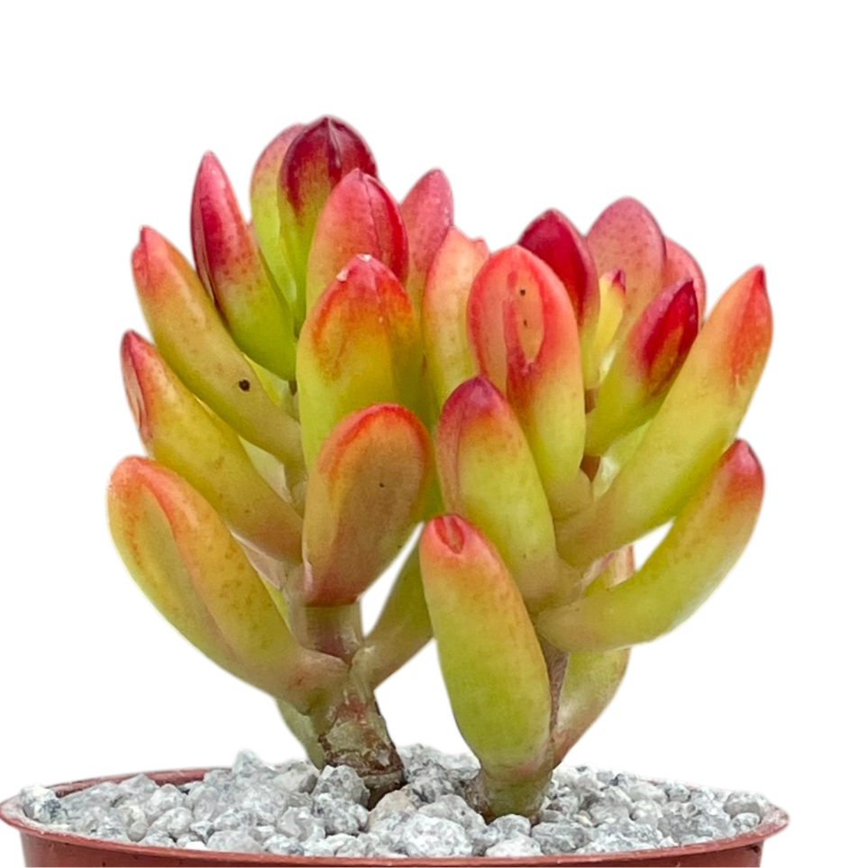 succulent with tubular leaves Crassula ovata 'Hobbit' – Surreal Succulents