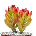 Crassula ovata 'Hobbit'