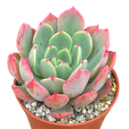 Echeveria 'Nana Mini Hook'