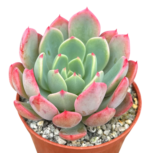 Echeveria 'Nana Mini Hook'