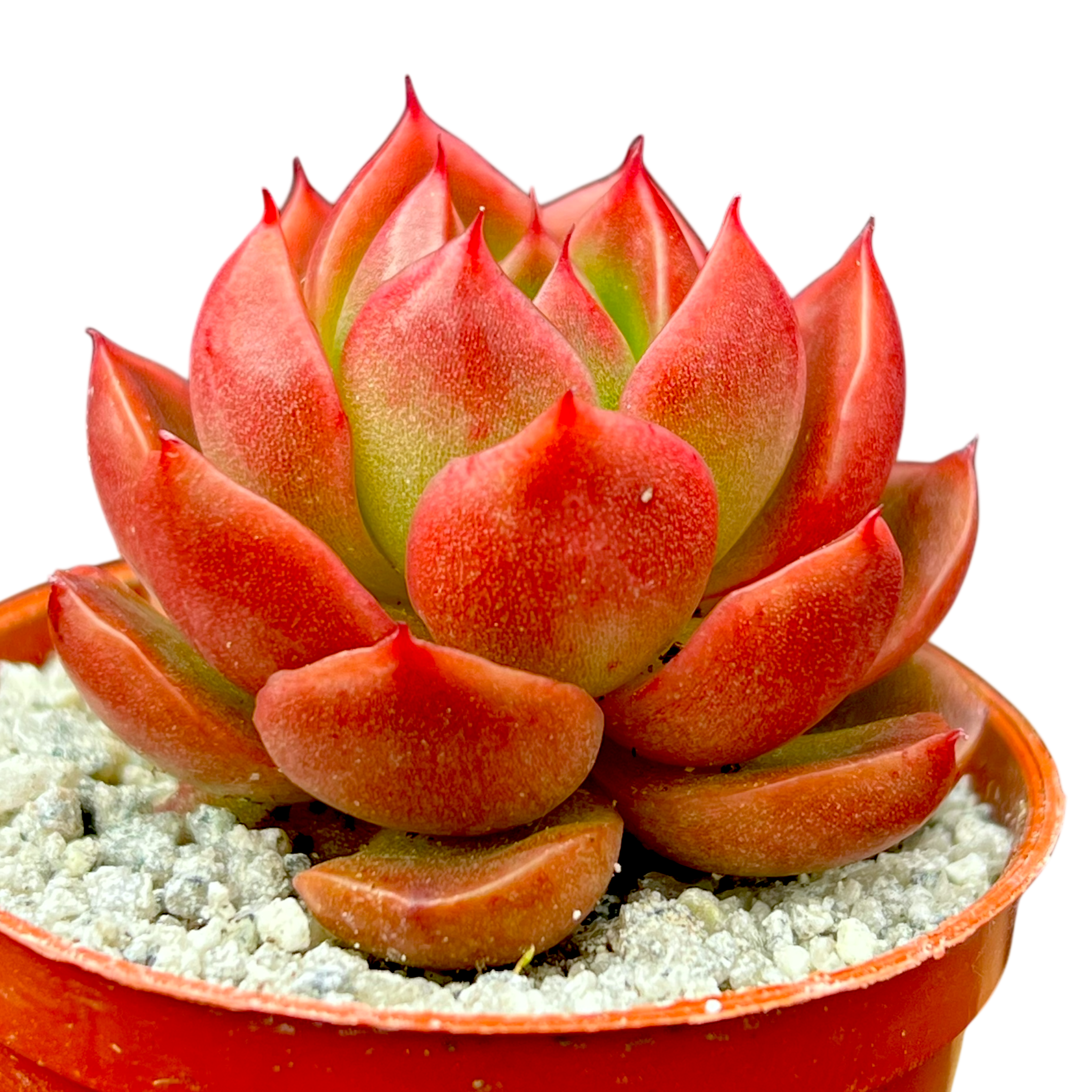 Echeveria x gilva 'Red' – Surreal Succulents