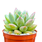 x Pachyveria 'Zooney'