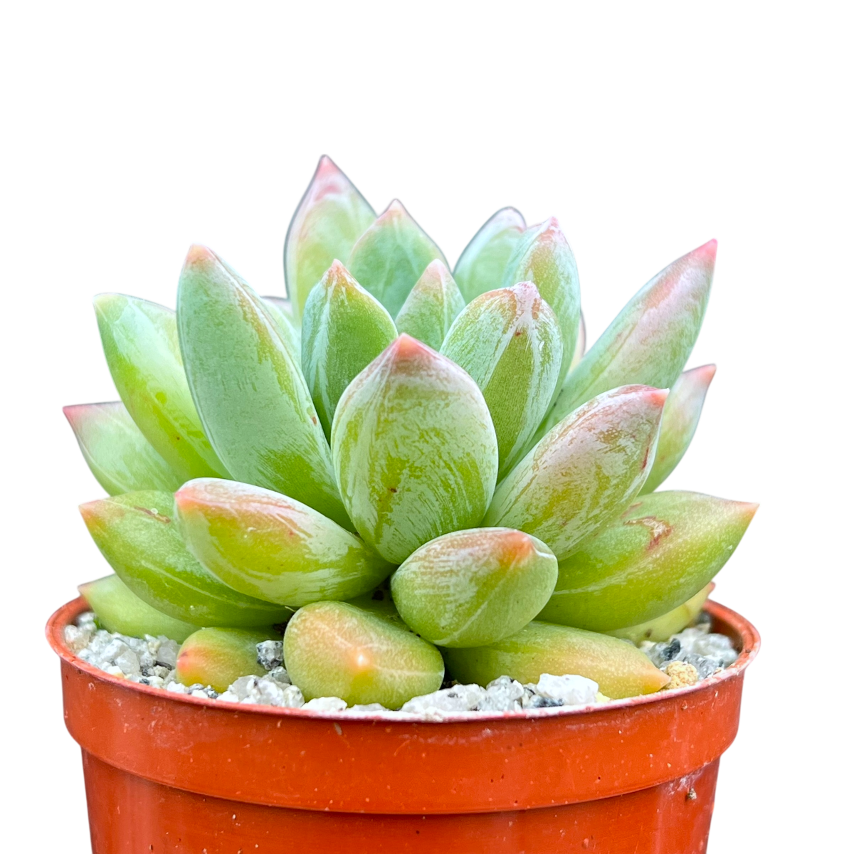 x Pachyveria 'Zooney'