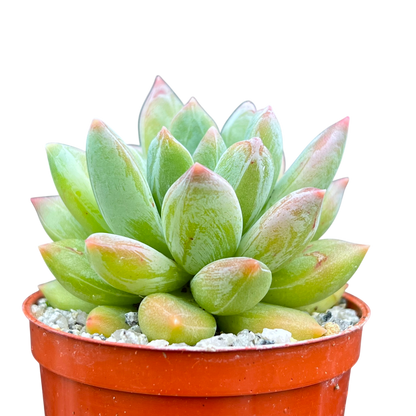 x Pachyveria 'Zooney'