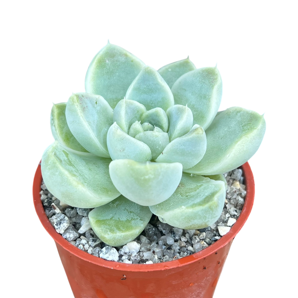 Echeveria albicans