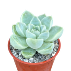 Echeveria albicans