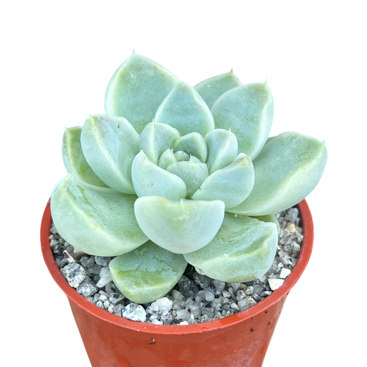 Echeveria albicans