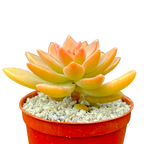 x Graptosedum 'Cesar'