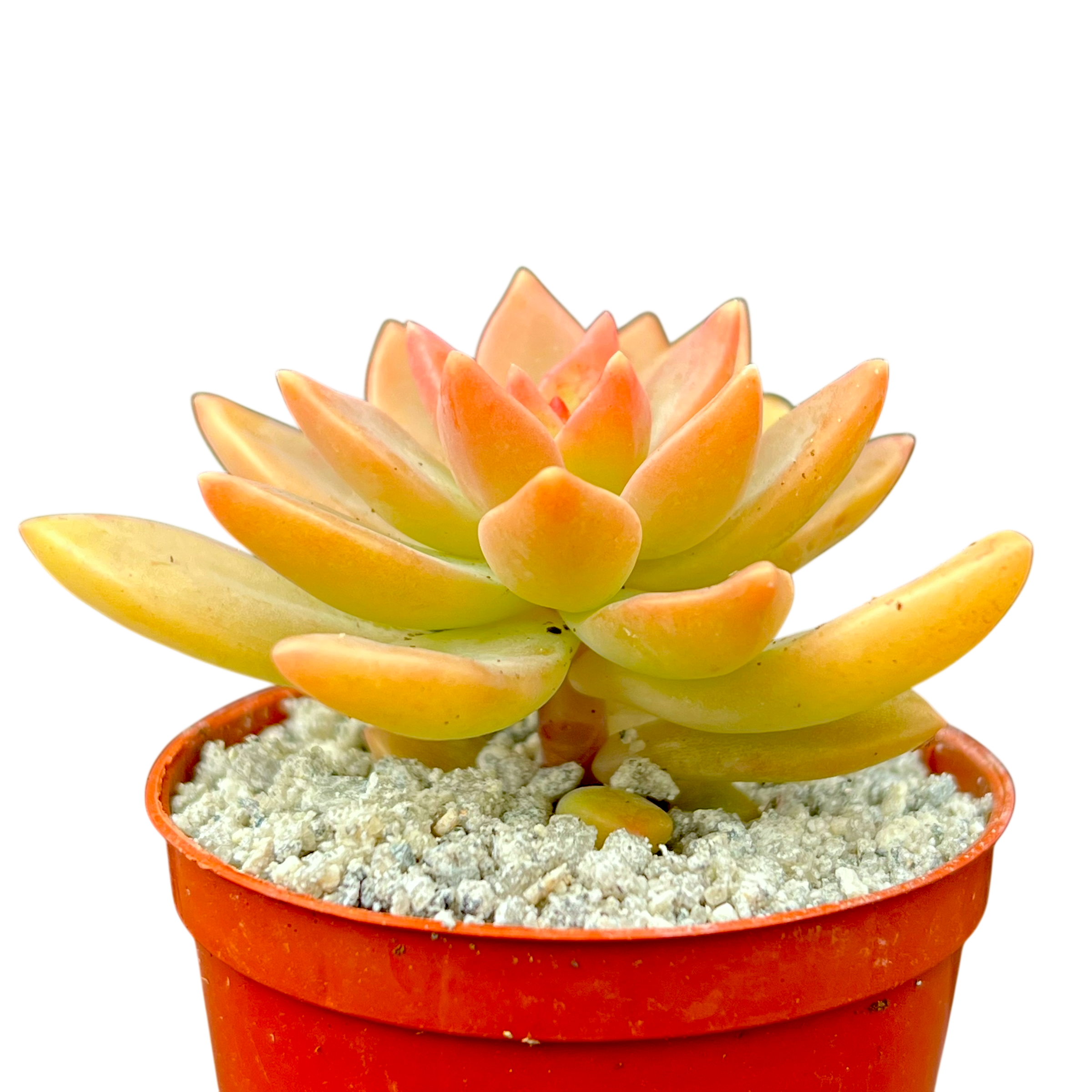 x Graptosedum 'Cesar'