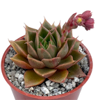 Echeveria setorum 'Victor'