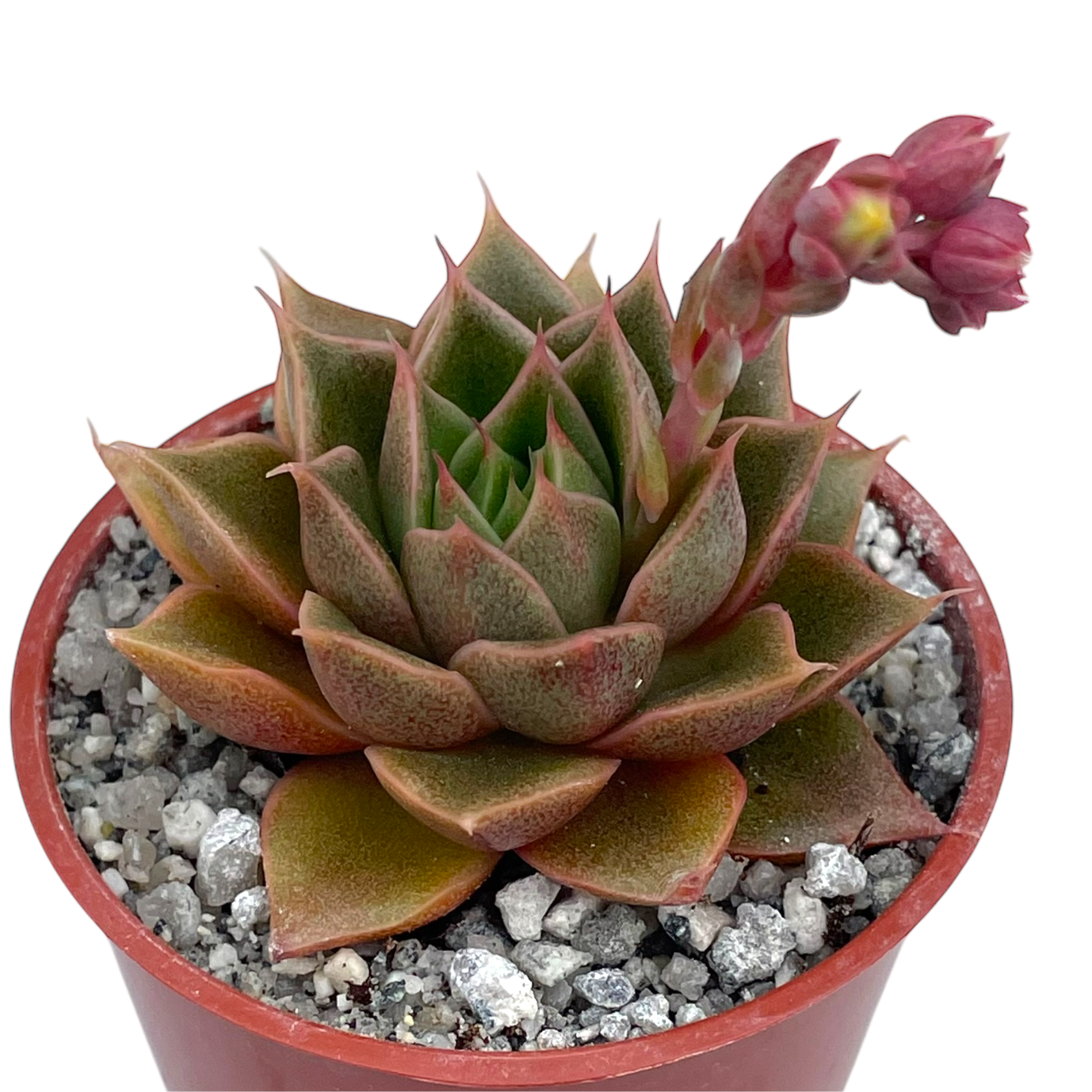 Echeveria setorum 'Victor'