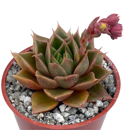 Echeveria setorum 'Victor'