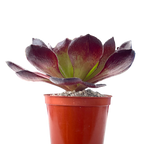 x Semponium 'Vortex'