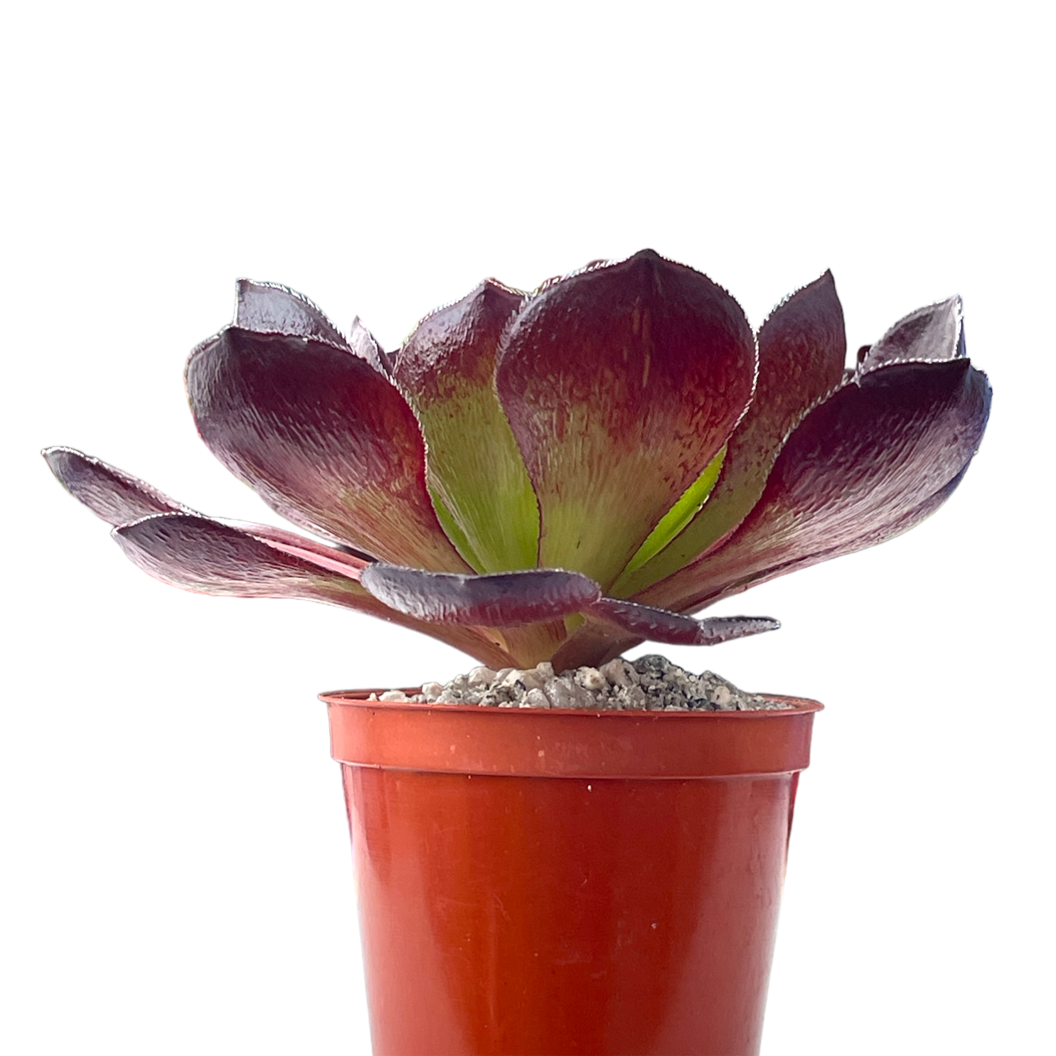 x Semponium 'Vortex'