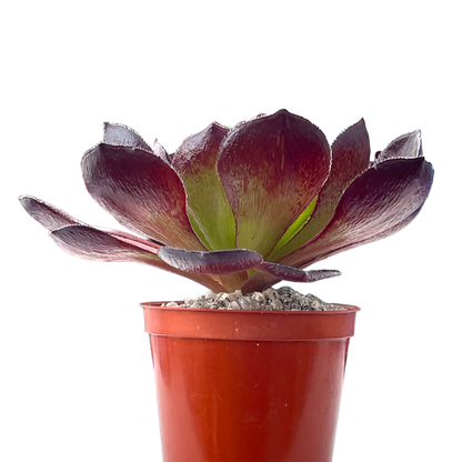 x Semponium 'Vortex'
