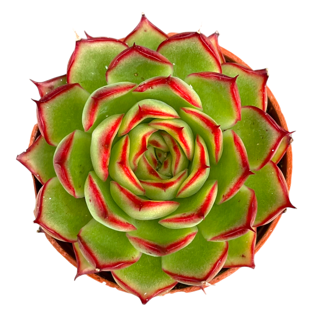 Echeveria 'Firefly'