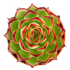 Echeveria 'Firefly'