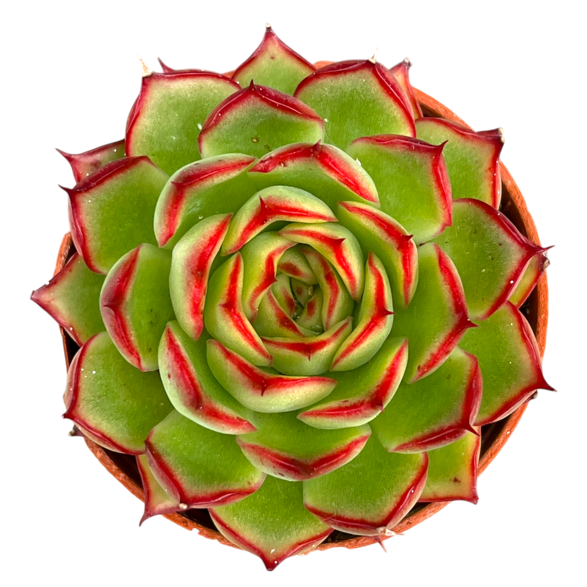 Echeveria 'Firefly'