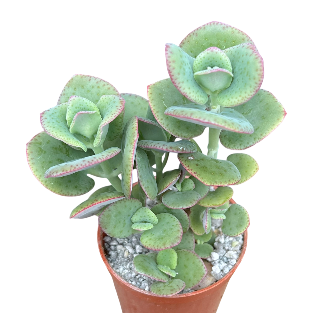 Crassula cordata