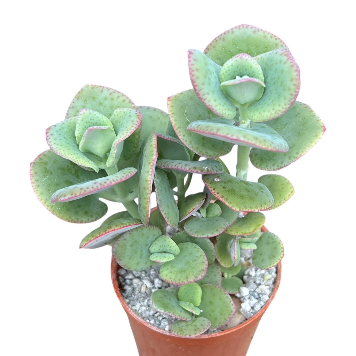 Crassula cordata