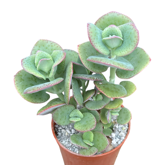 Crassula cordata