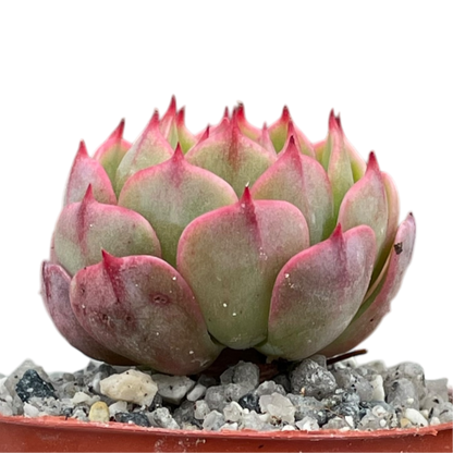 Echeveria secunda ISI 2001-30